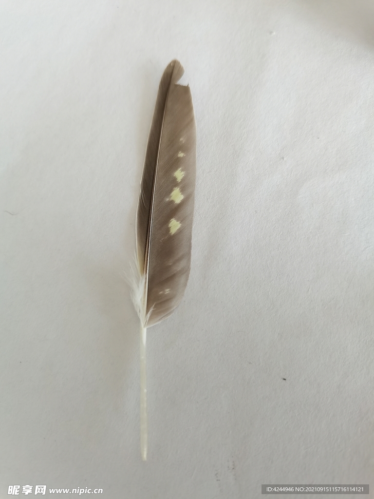 鹦鹉羽毛