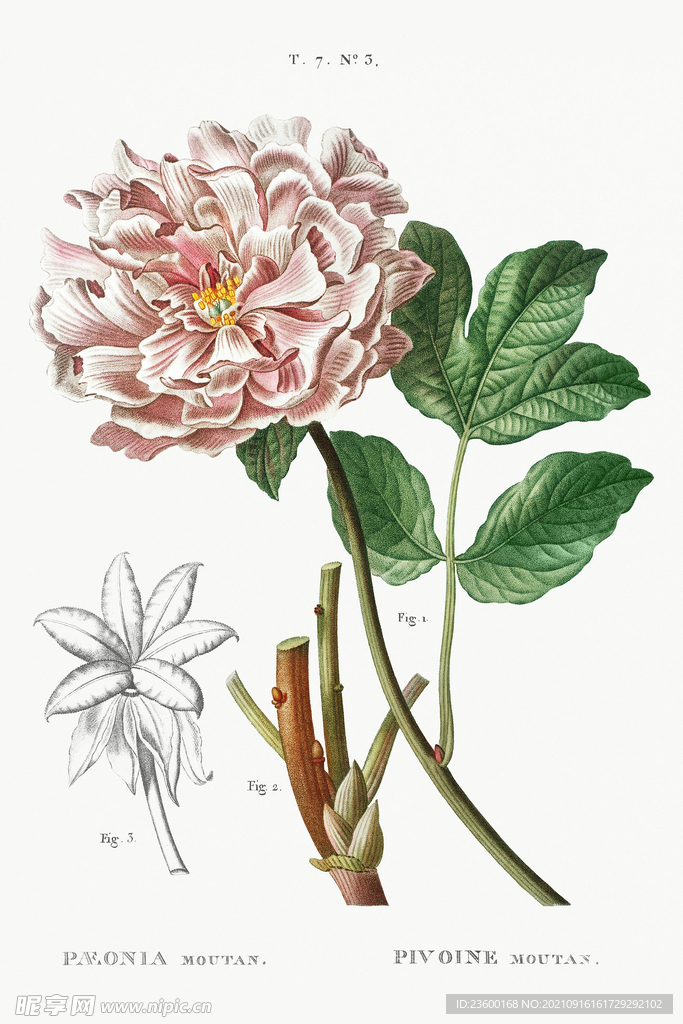 花卉
