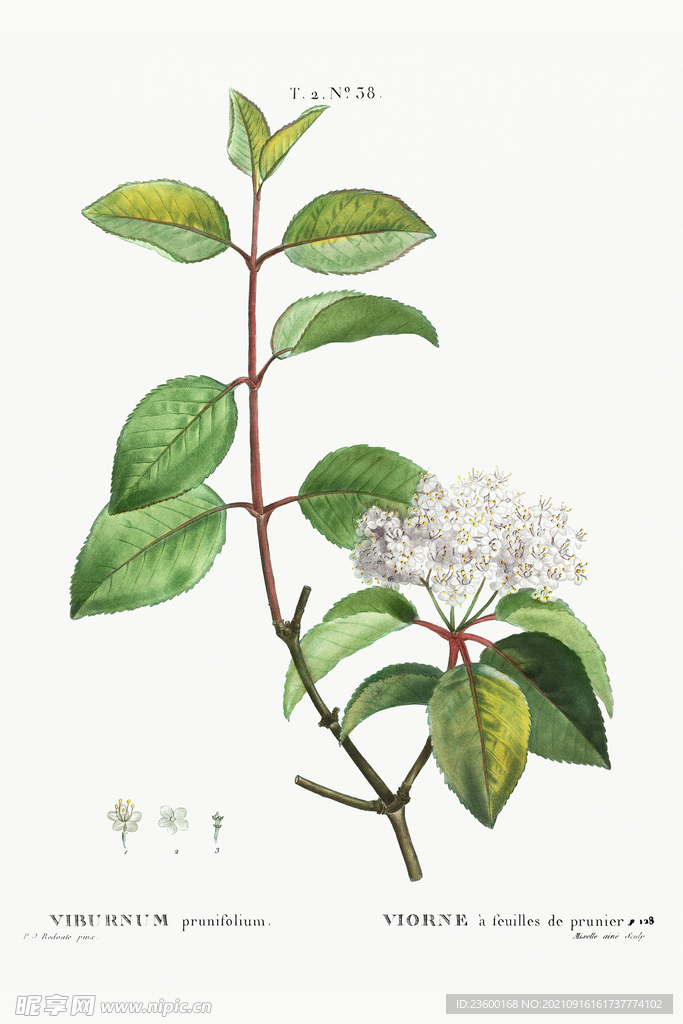 花卉