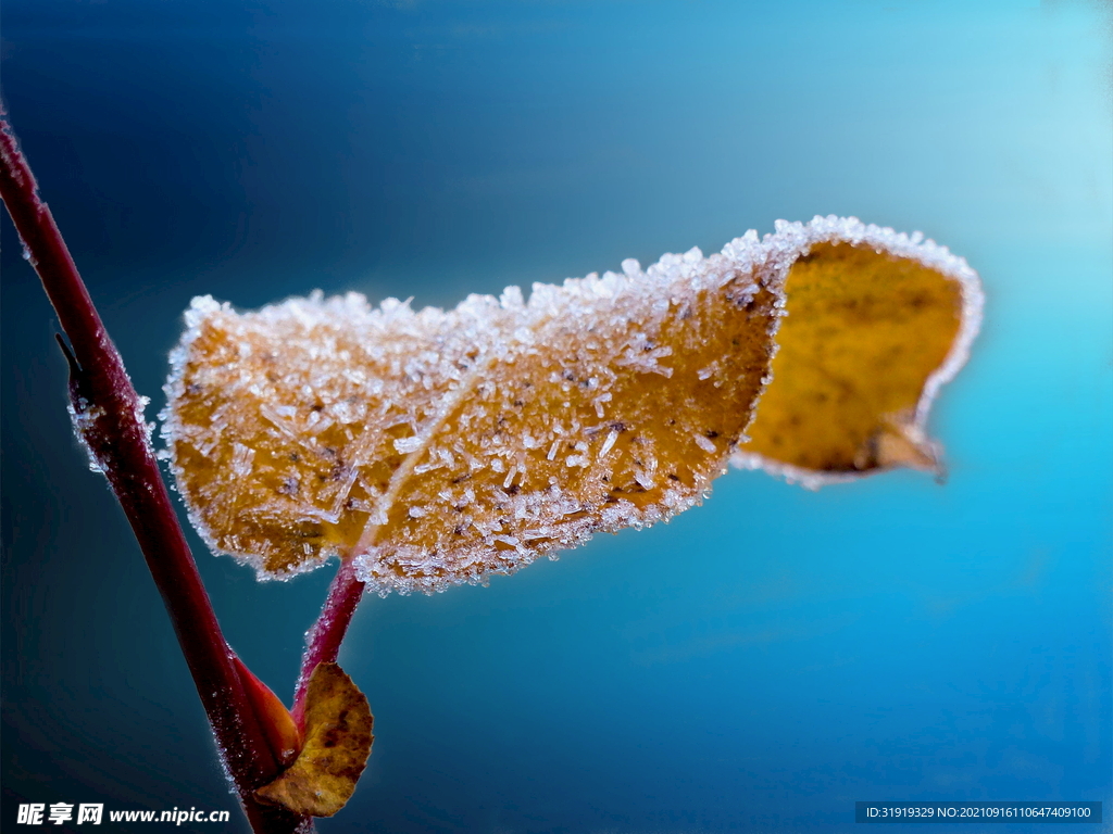 结霜的树叶