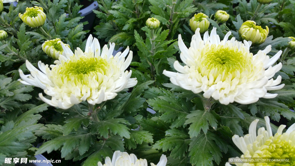 秋天绽放的白色菊花花朵