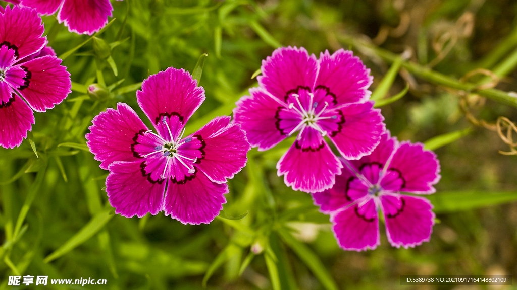 石竹花