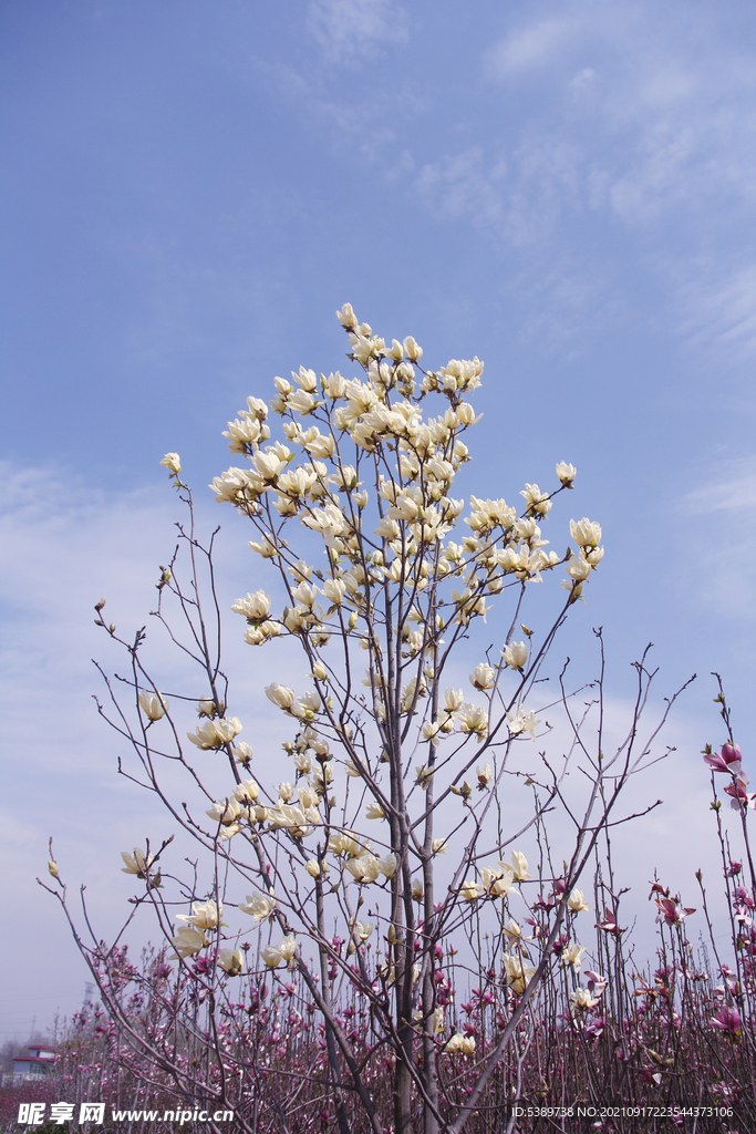 白玉兰花