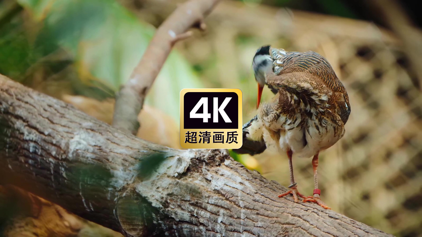 树干上休息的飞鸟