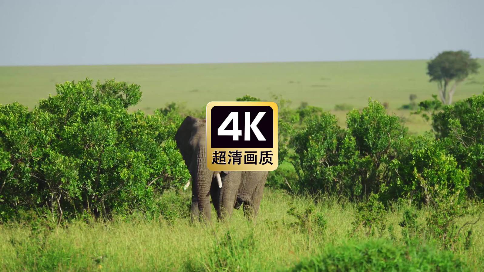 非洲草原大象特写