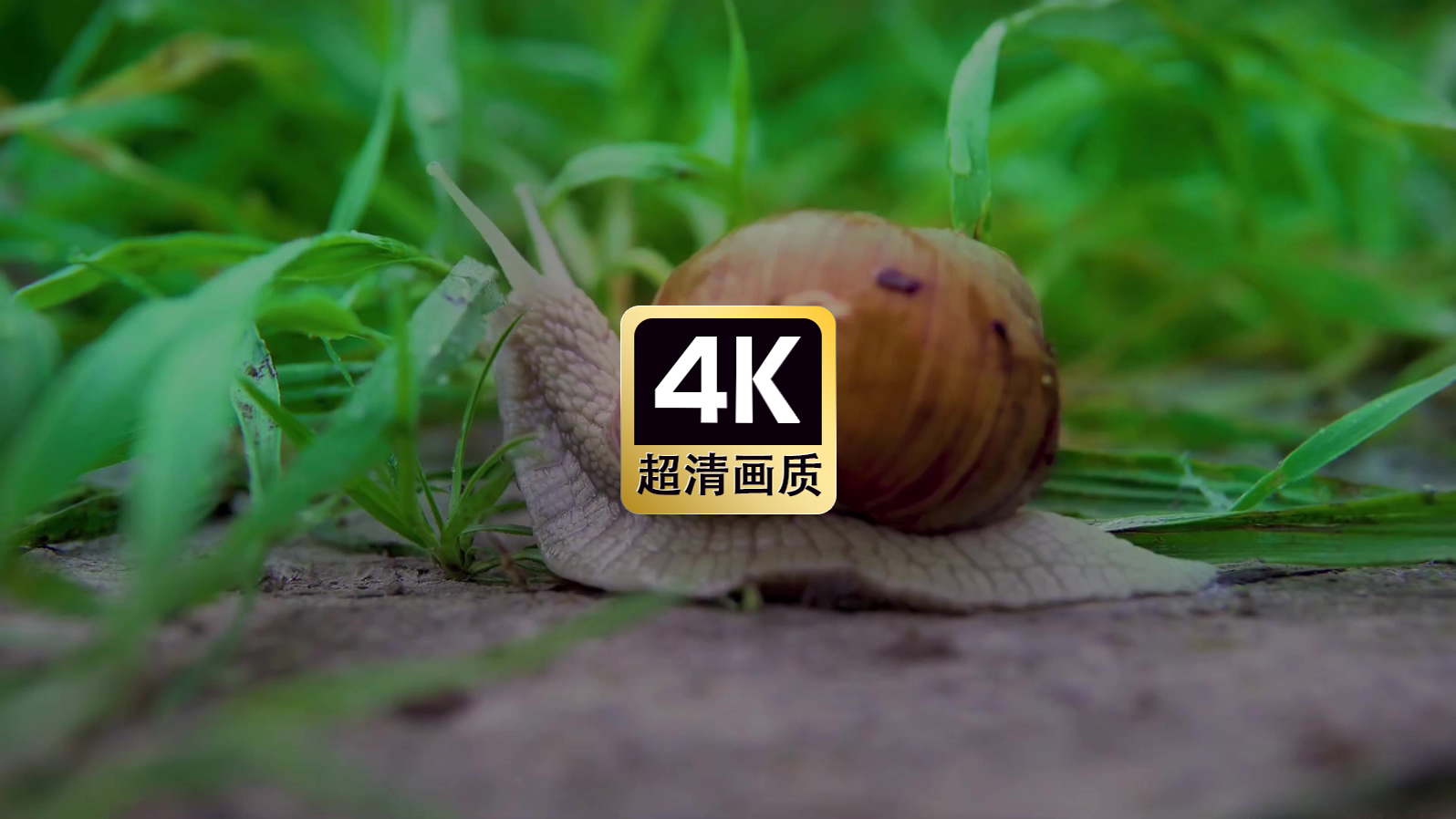 草丛中漫步的蜗牛