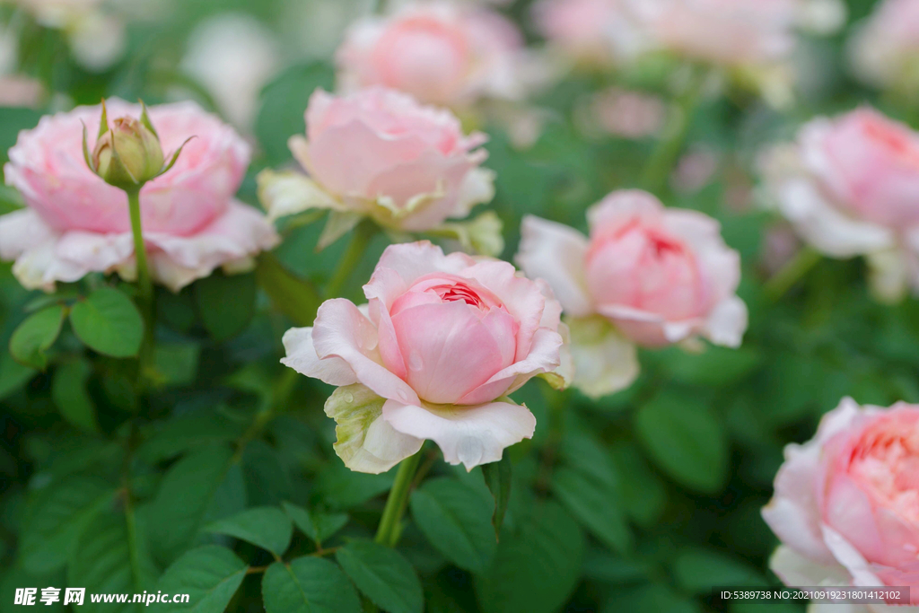 月季花