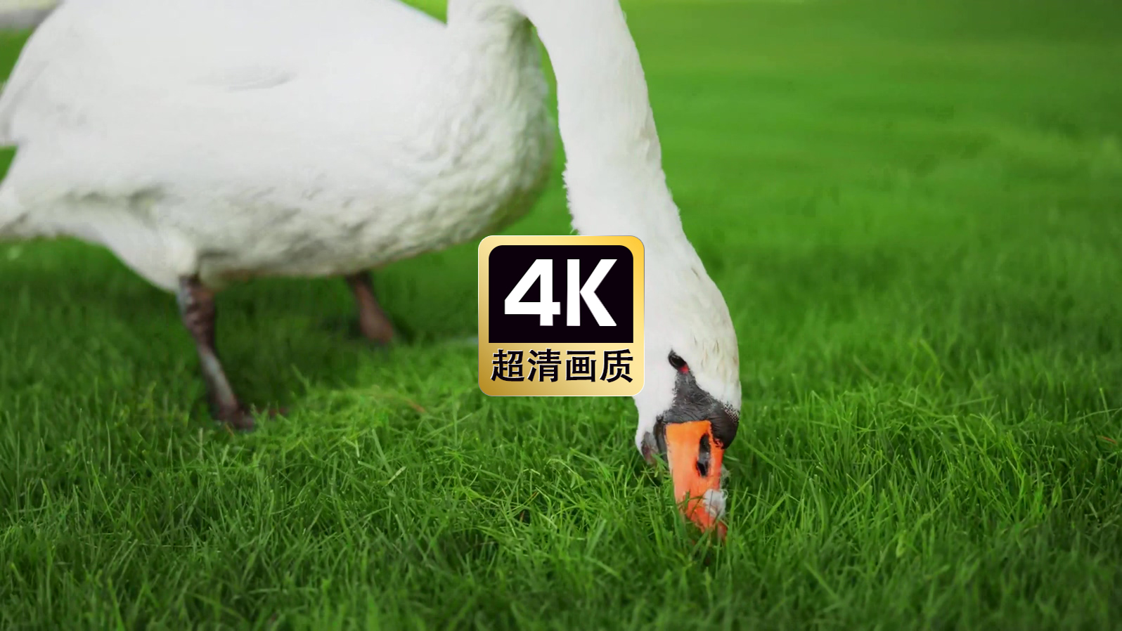 草地上觅食的白天鹅