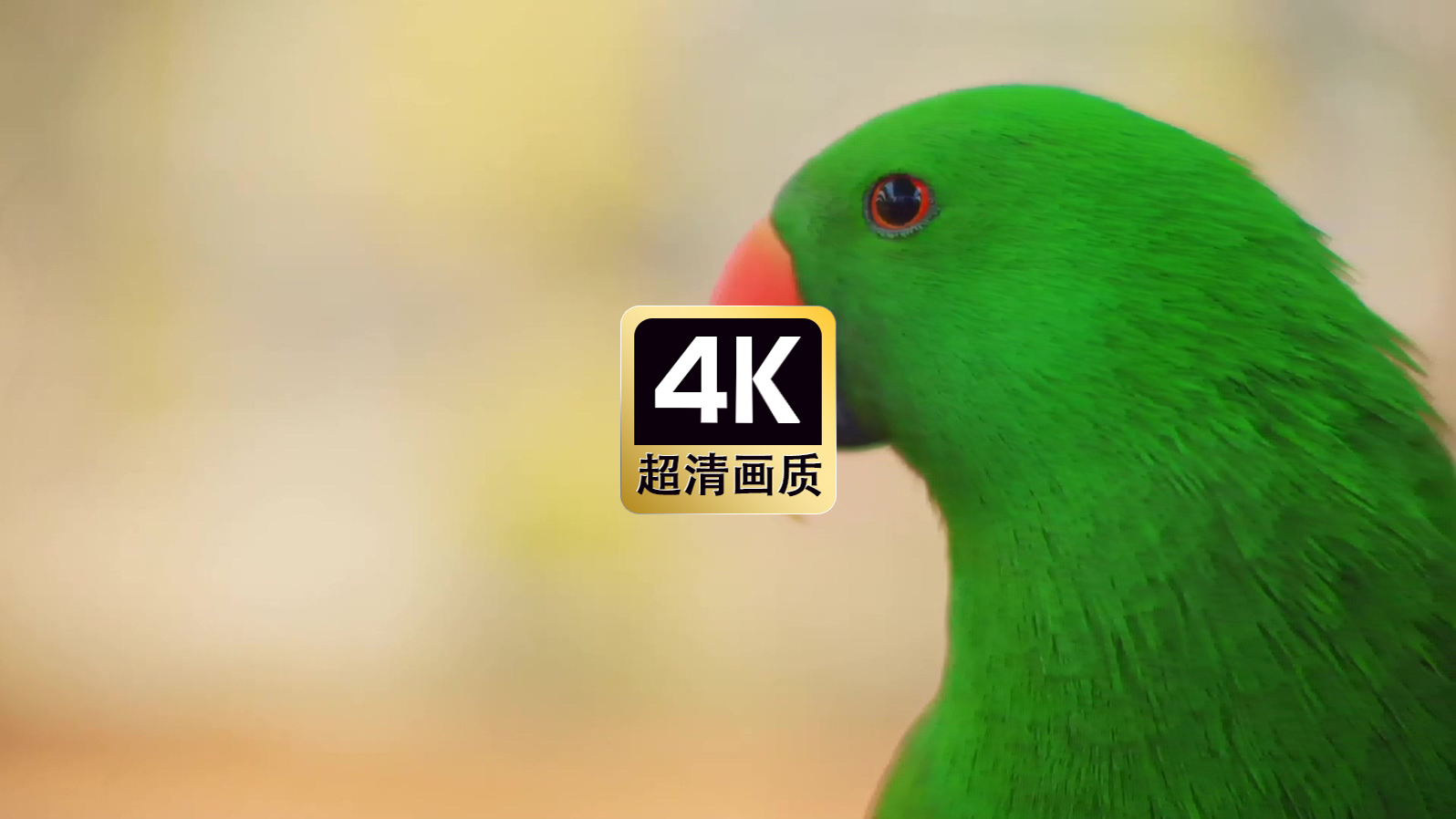 蓝色飞鸟头部特写