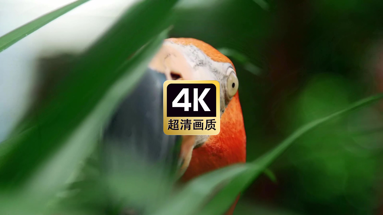 林中火烈鸟特写