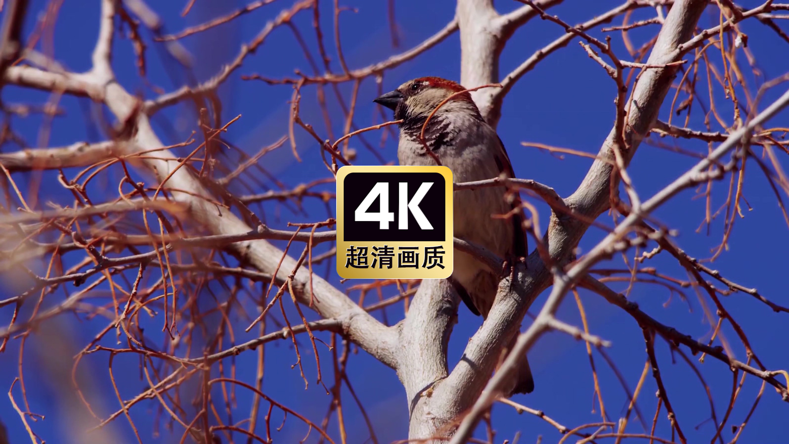 秋天树上觅食的小鸟