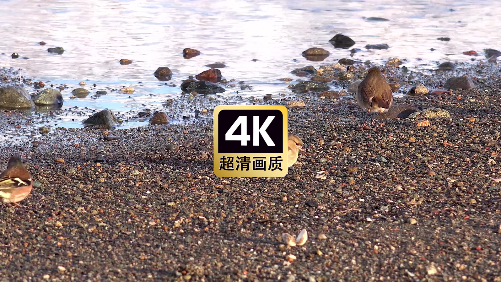 海边觅食的水鸟