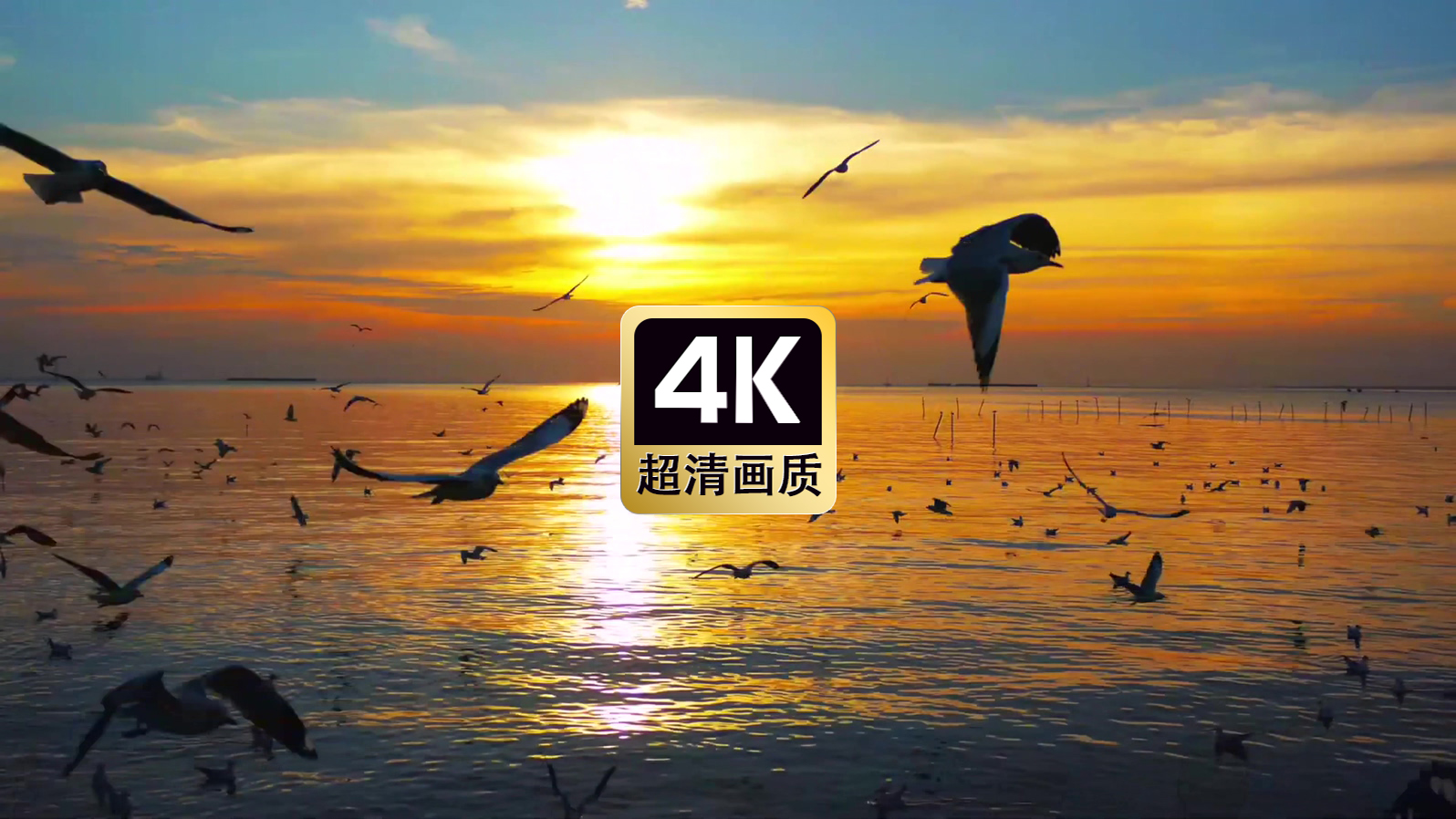 晚霞海面上飞翔的鸥鸟