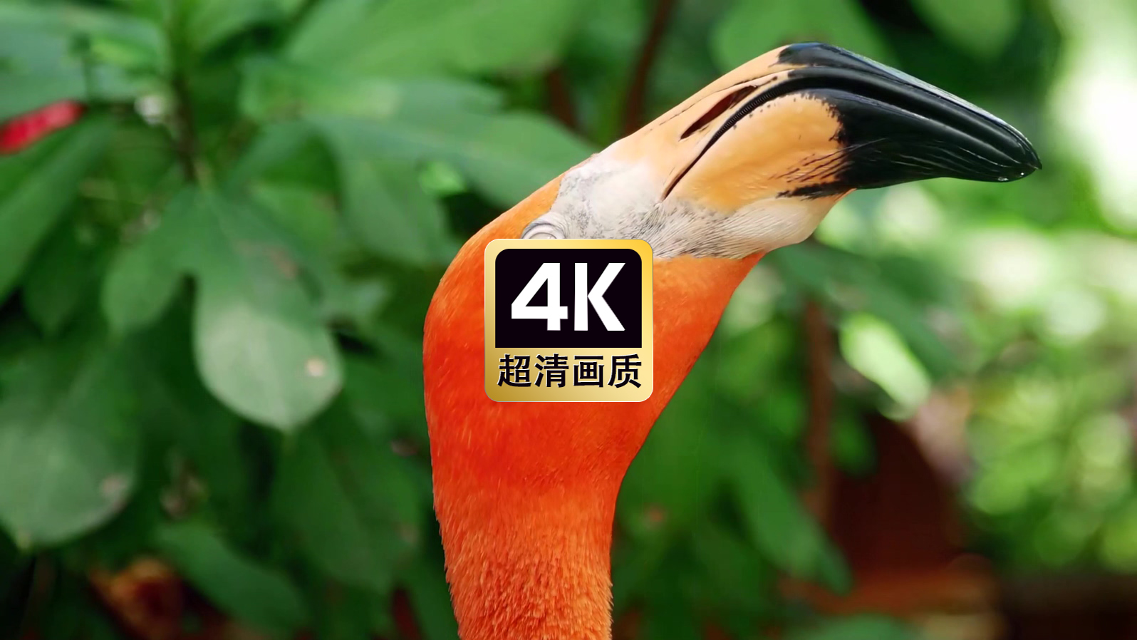 丛林中的火烈鸟