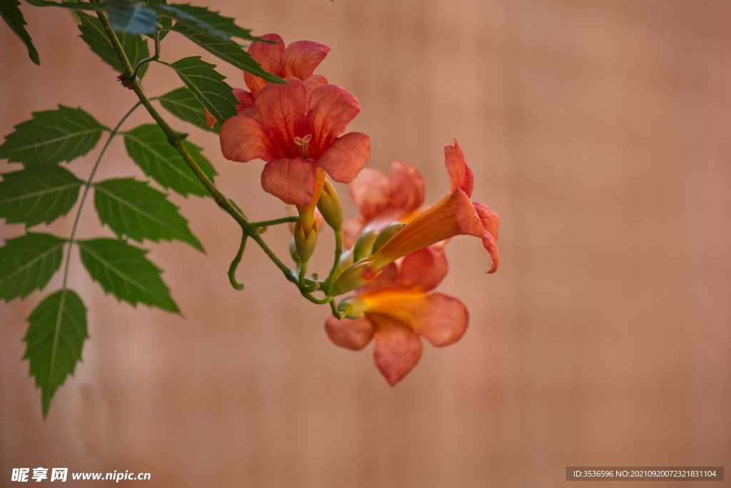 凌霄花