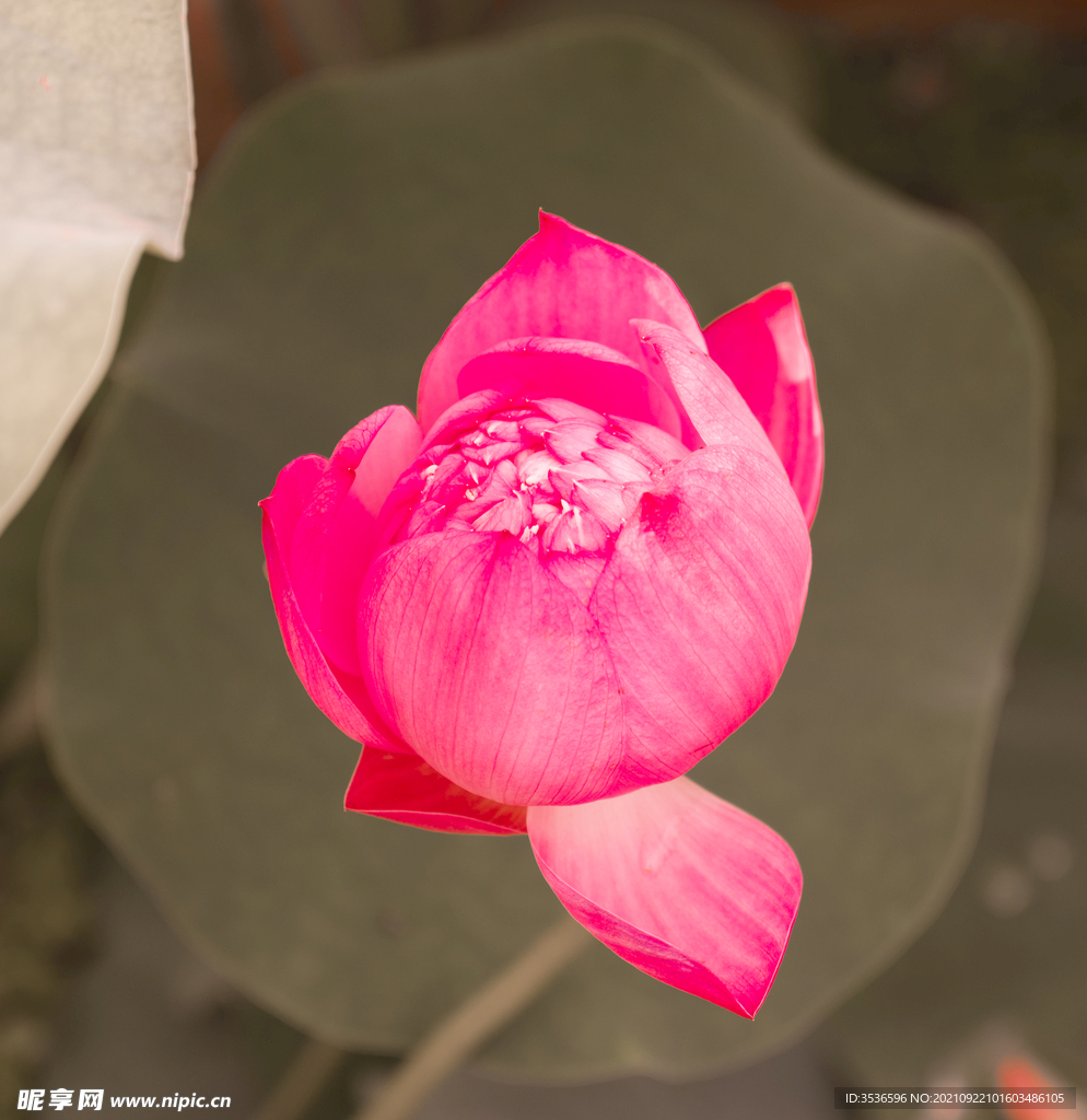 荷花高清大图