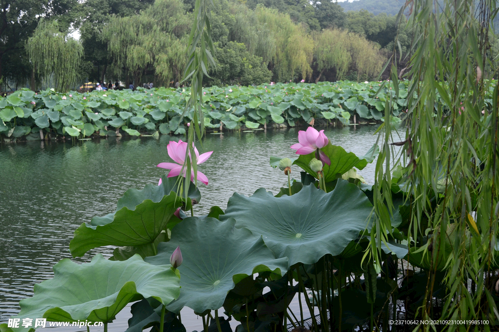 杭州西湖景色