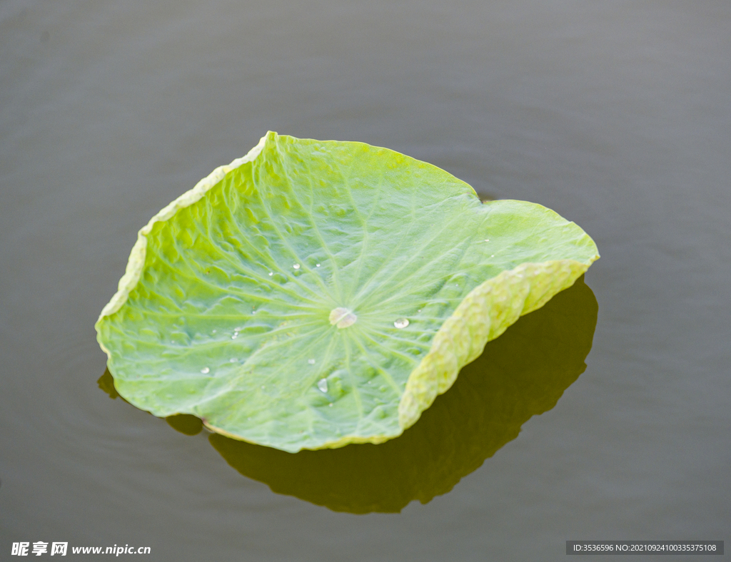 露水荷叶大图 