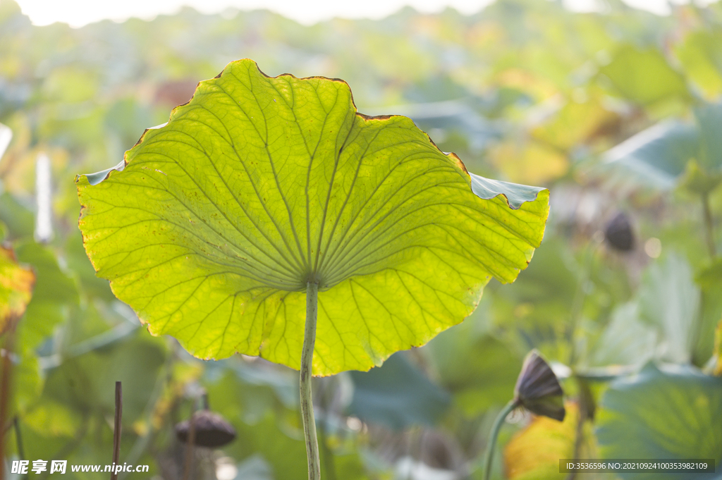 荷叶的高清大图 