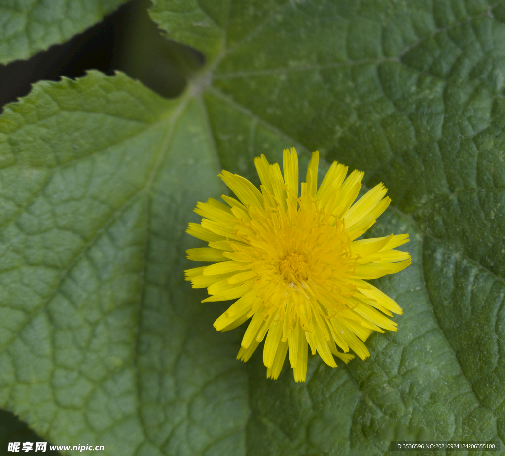 奶油小黄花