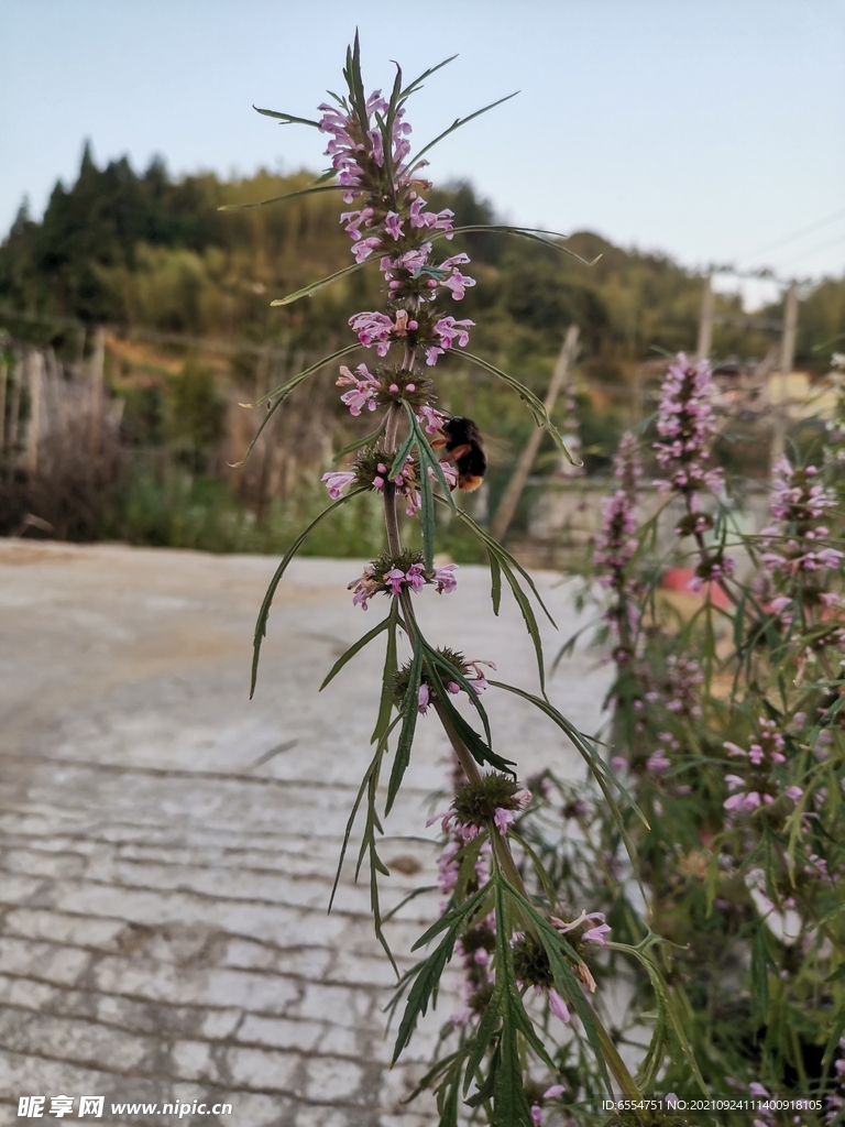 艾草花
