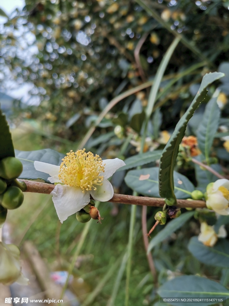 茶花