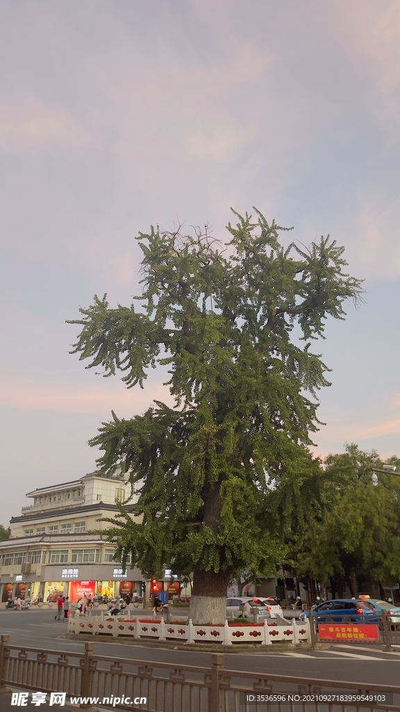 银杏树