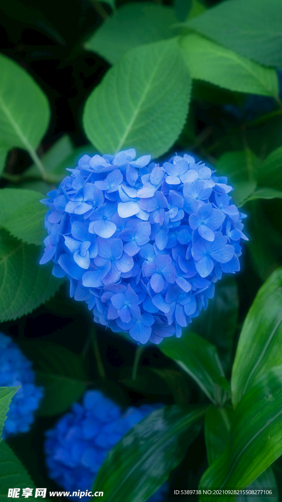 绣球花