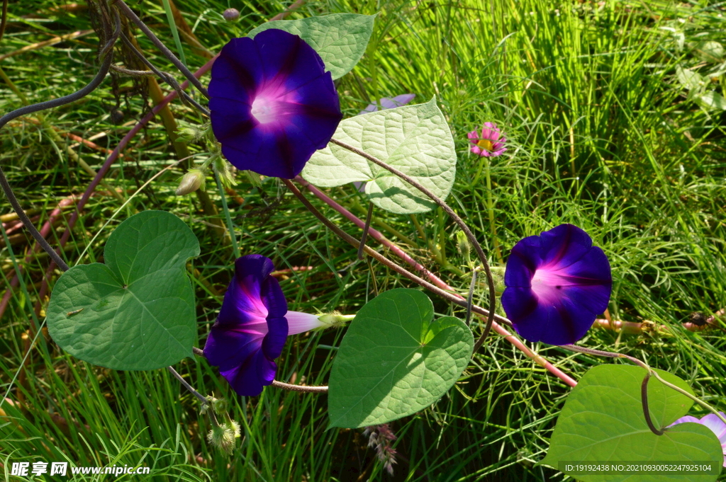 园林花草 