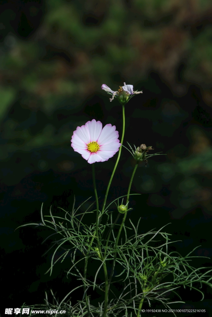 园林花草  