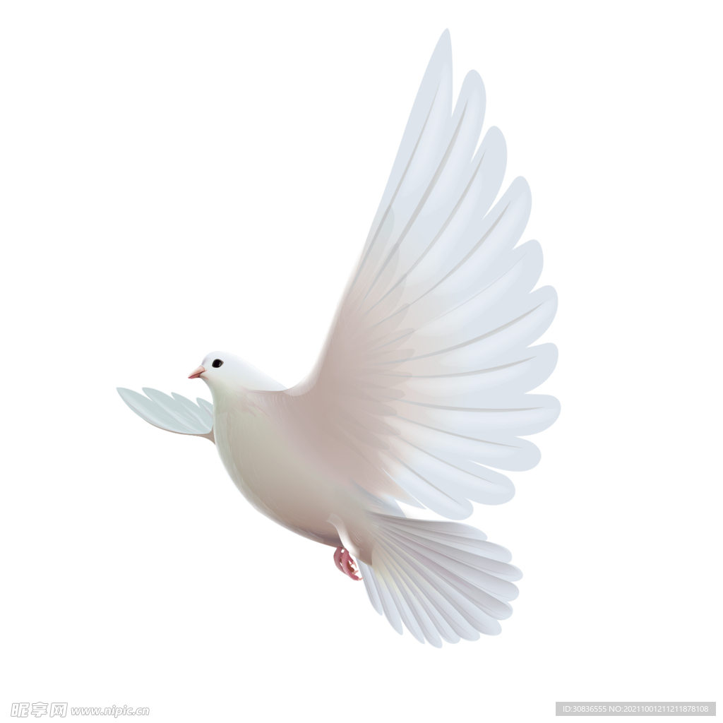 鸽子 