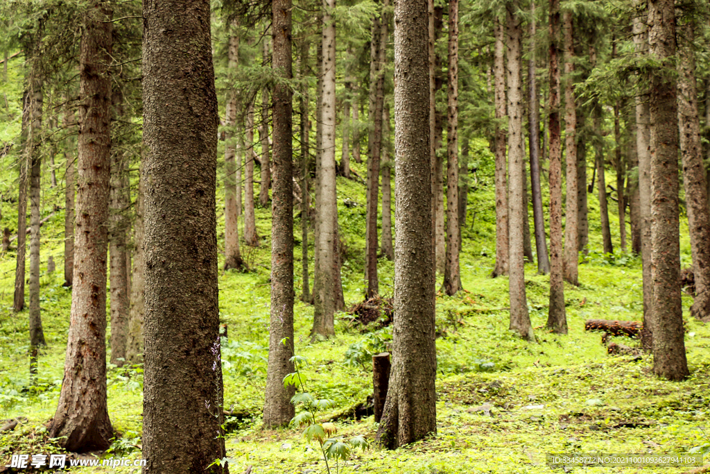 唐布拉百里画廊森林风光