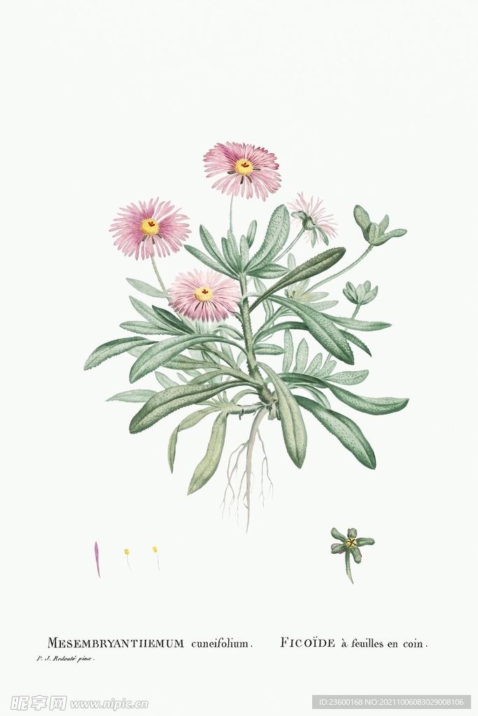 花卉