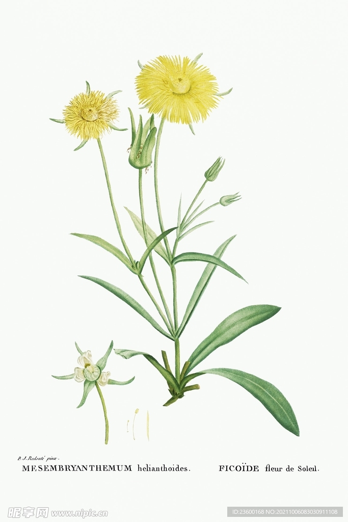 花卉
