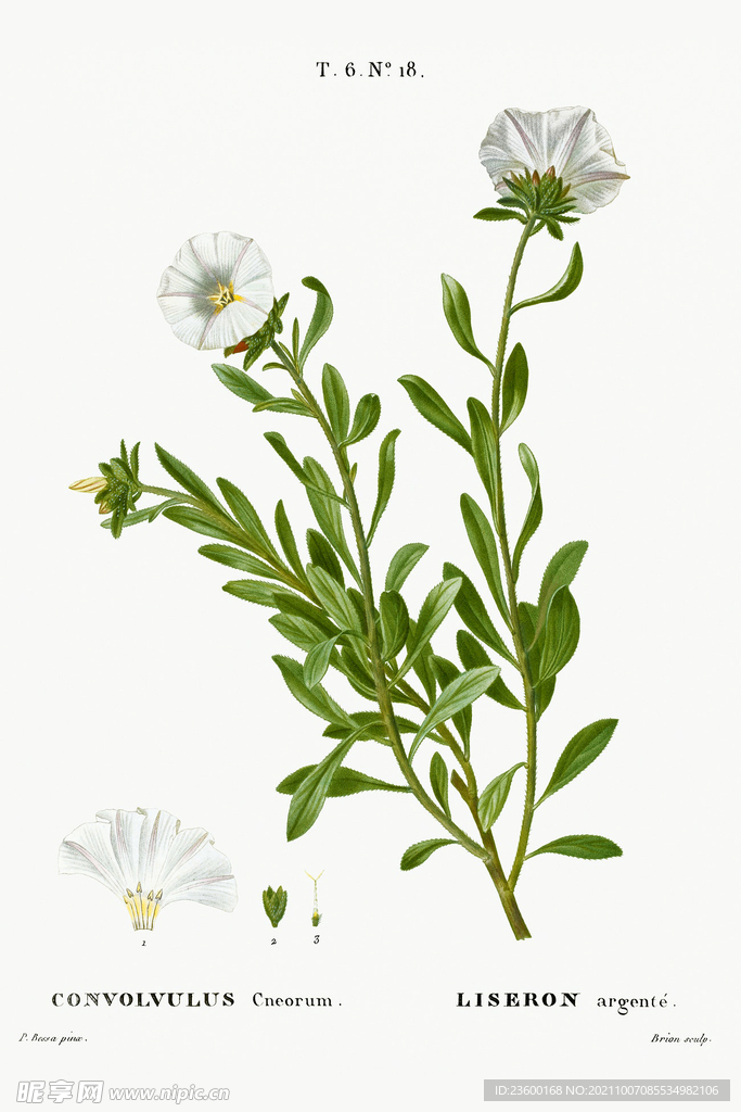 花卉