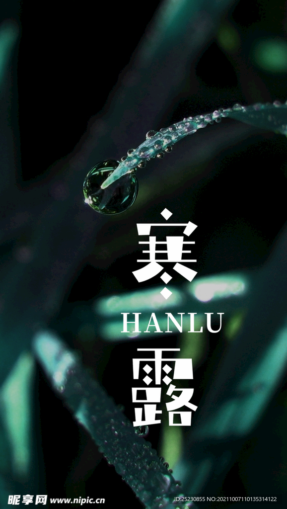 寒露海报