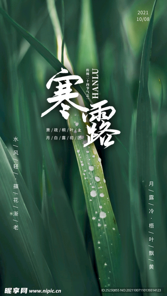 寒露海报