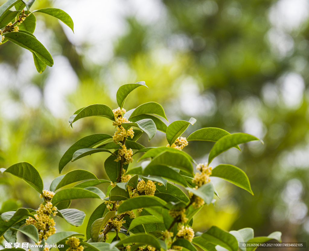 桂花实拍大图