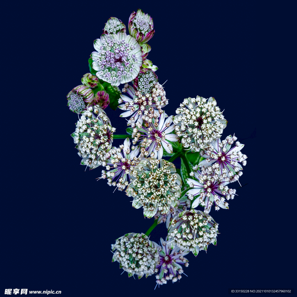 数码印花水彩花抽象花卉水彩花
