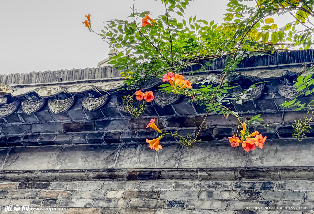 凌霄花