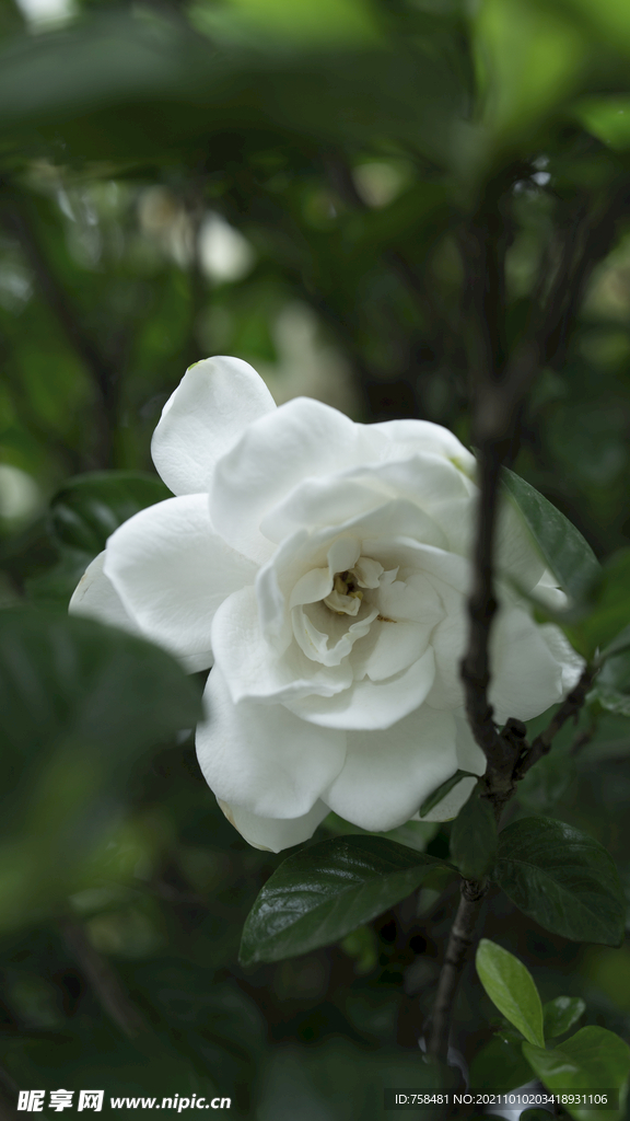 栀子花