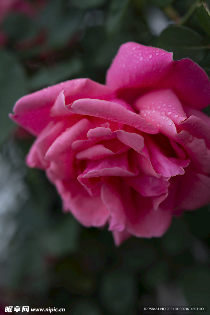 月季花