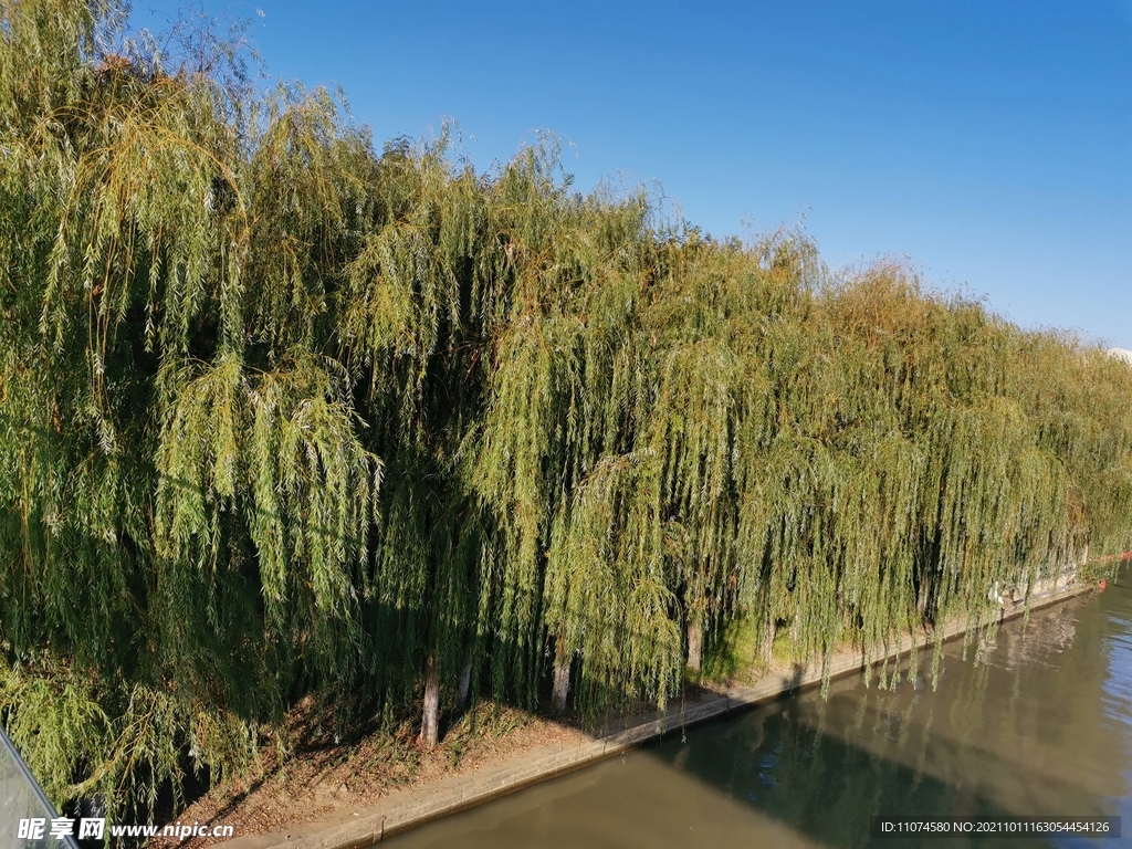 河岸 垂柳