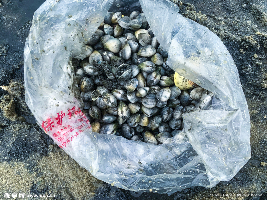 海边挖螺海螺小海螺拍摄