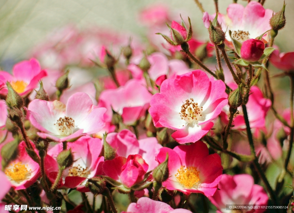 蔷薇花