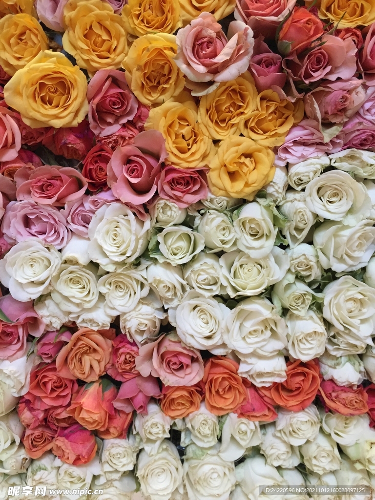 玫瑰花