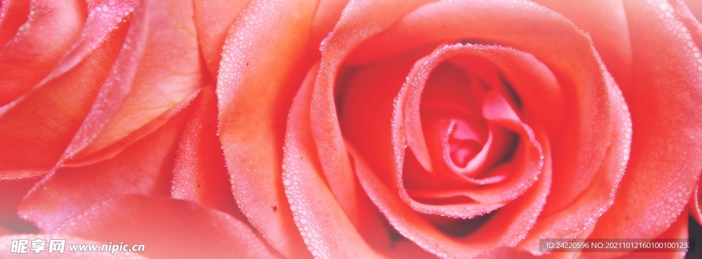 玫瑰花