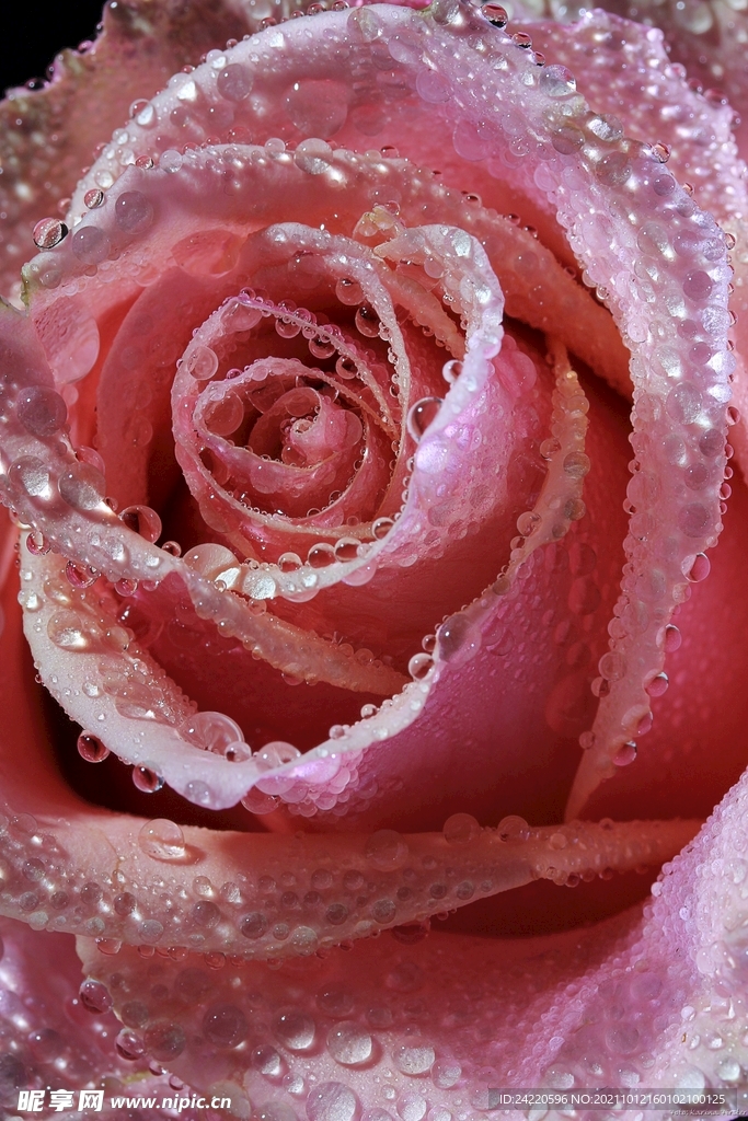 玫瑰花