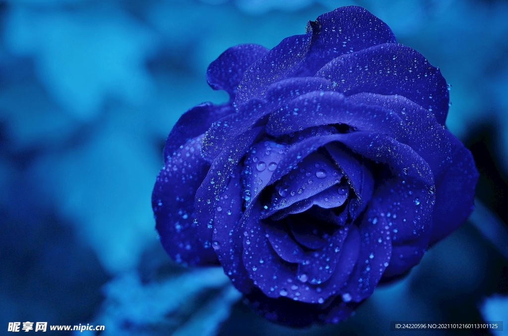 玫瑰花