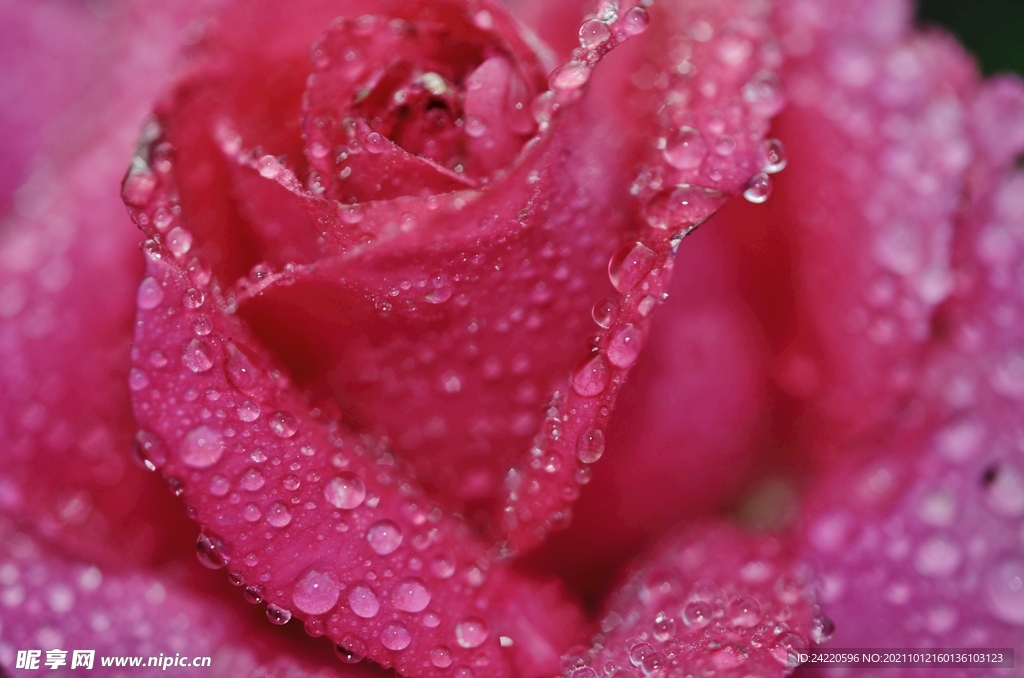 玫瑰花